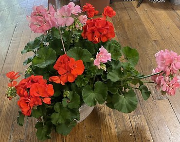 OUTDOOR HANGING BASKET GERANIUMS LARGE