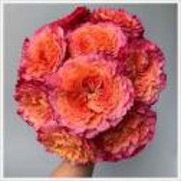 FANCIES GARDEN ROSES ASHLEY SPIRIT