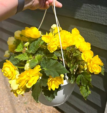 OUTDOOR YELLOW BEGONIA HANGING BASKET