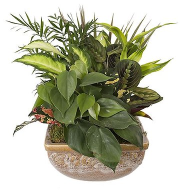 LOVELY DISH GARDEN