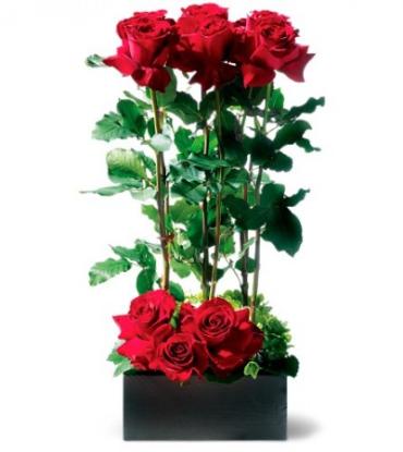 RED ROSES ON DISPLAY