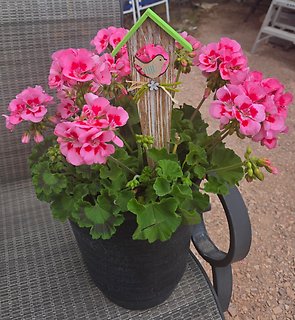 OUTDOOR HANGING FLOWER BASKET WITH PINK GERANIUMS