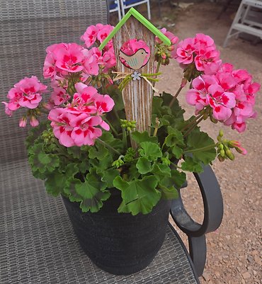 OUTDOOR HANGING FLOWER BASKET WITH PINK GERANIUMS