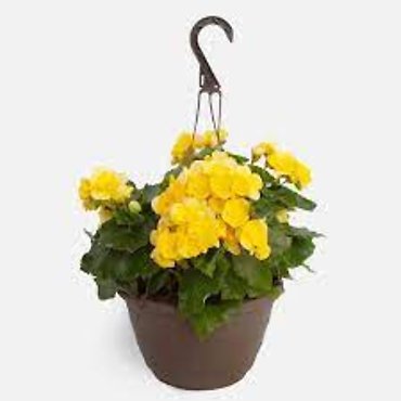 OUTDOOR YELLOW BEGONIA HANGING BASKET