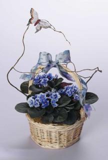 African Violets Basket