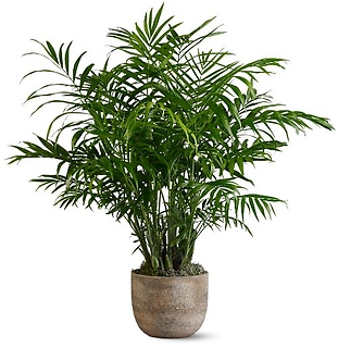 Paradise Palm 6\" Medium Size In Decorative Pot