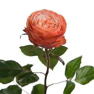 KAHALA ECUADORIAN LONG STEM GARDEN ROSE FOR YOU!