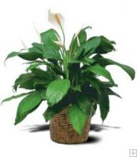 PEACE LILY 8\" LARGE PLANT IN WICKER BASKET
