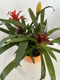 TROPICAL TRIPLE BROMELIAD PLANT