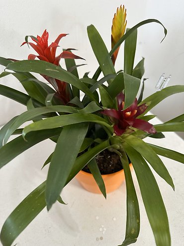 TROPICAL TRIPLE BROMELIAD PLANT