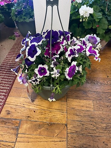 OUTDOOR HANGING BASKET PURPLE PETUNIAS