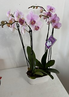 SHOWY DOUBLE ORCHIDS IN PLANTER