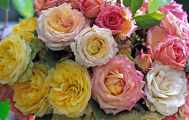 FANCIES GARDEN ROSES ARRANGED