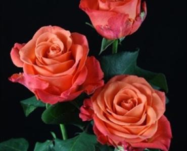 ORANGE LONG STEM ROSES FOR FALL 1 DOZEN WRAPPED