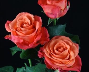 ORANGE LONG STEM ROSES  FOR FALL 1 DOZEN WRAPPED