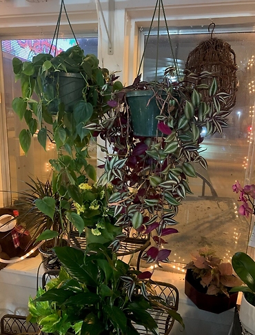 HANGING PLANTS FOR SALE