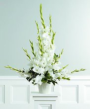 Traditional Gladiolus
