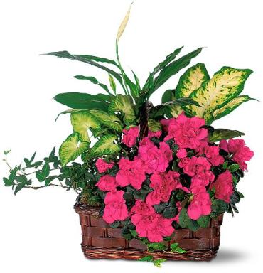 Attraction Garden Basket