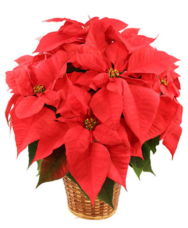 RED POINSETTIA 6\" IN BASKET