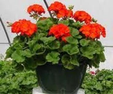 OUTDOOR HANGING FLOWER BASKET WITH GERANIUMS