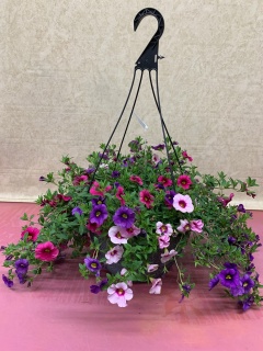 OUTDOOR PETUNIA HANGING BASKET