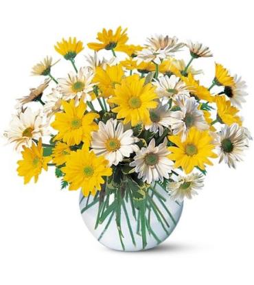 Perky Daisy Bouquet