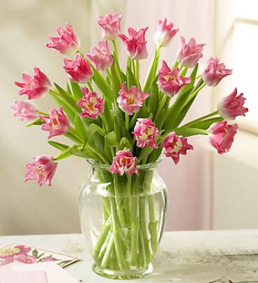 Lovely Tulips