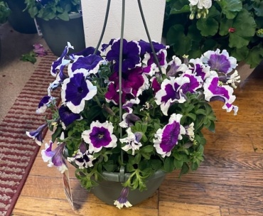 OUTDOOR HANGING BASKET PURPLE PETUNIAS