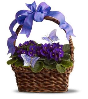 Pretty Violets and Butterflies
