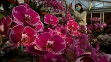 DOUBLE PHALAENOPSIS ORCHID