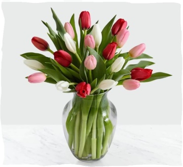 PRETTY 20 TULIPS JUST FOR YOU!