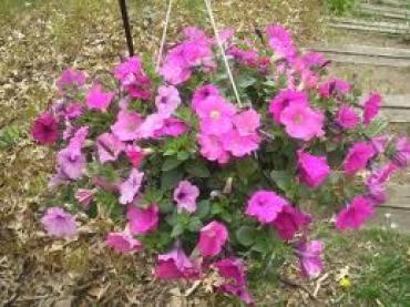 OUTDOOR HANGING FLOWER BASKET WITH PETUNIAS