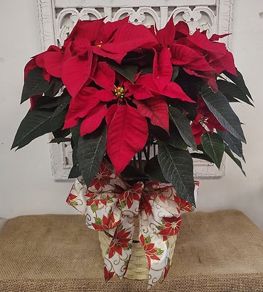 RED 8\"POINSETTIA IN BASKET